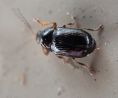 Cryptocephalus labiatus