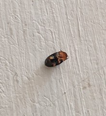 Triplax thoracica