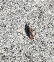 Triplax thoracica