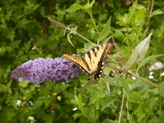 Papilio canadensis × glaucus
