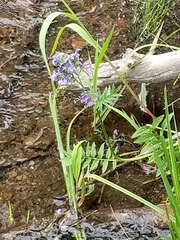 Polemonium occidentale occidentale