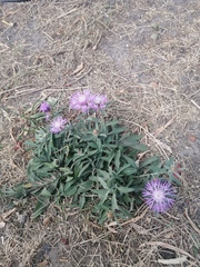 Centaurea jacea