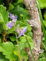 Polemonium occidentale occidentale