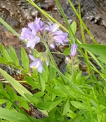 Polemonium occidentale occidentale