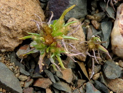 Ifloga glomerata
