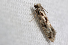 Nemapogon auropulvella