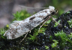 Nemapogon auropulvella
