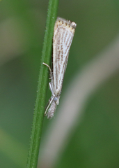 Agriphila plumbifimbriellus