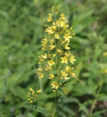 Lysimachia davurica