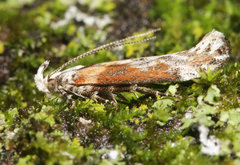 Gnorimoschema septentrionella