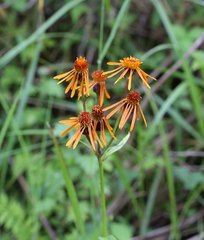 Tephroseris flammea