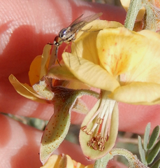 Phthiriinae