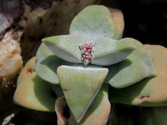 Crassula deltoidea