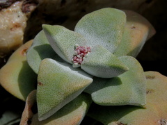 Crassula deltoidea