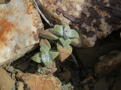 Crassula deltoidea