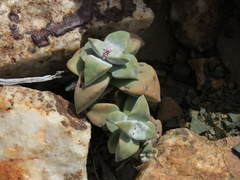 Crassula deltoidea