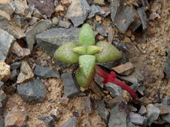 Crassula deltoidea