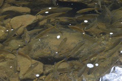 Characiformes