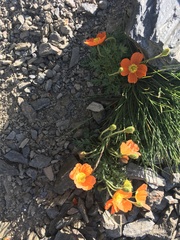 Papaver lapeyrousianum