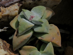 Crassula deltoidea