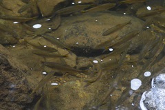 Characiformes