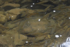 Characiformes