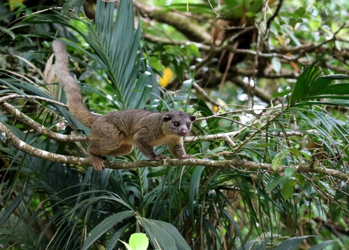 Northern Olingo