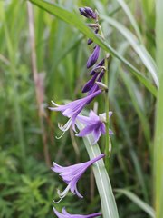 Hosta sieboldii