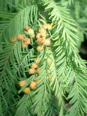 Taxodiomyia
