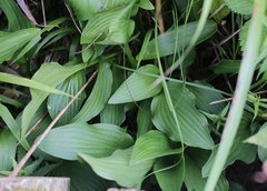 Hosta sieboldii