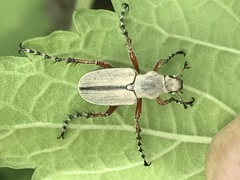 Macrodactylus mexicanus