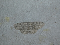 Hypomecis umbrosaria