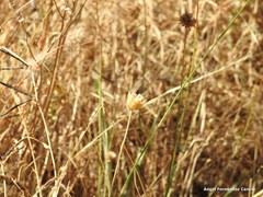 Petrorhagia prolifera
