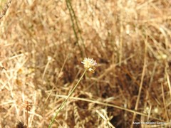 Armeria arenaria