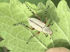 Macrodactylus mexicanus