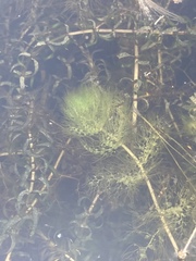 Utricularia australis