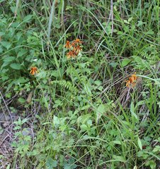 Tephroseris flammea