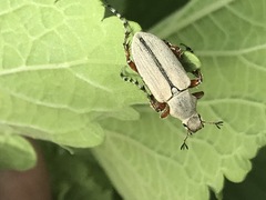 Macrodactylus mexicanus
