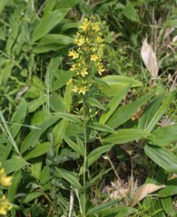 Lysimachia davurica