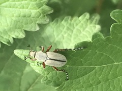 Macrodactylus mexicanus