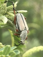 Macrodactylus mexicanus