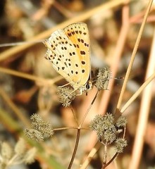 Lycaena bleusei