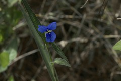 Commelina dianthifolia
