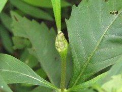 Neolasioptera lycopi