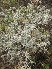 Eryngium campestre