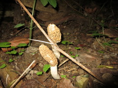 Morchella americana