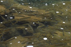 Characiformes