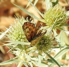 Lycaena bleusei