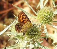 Lycaena bleusei