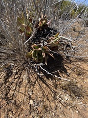 Dudleya ingens